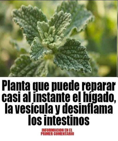 550518091 122150497256809999 2239564028136481193 n