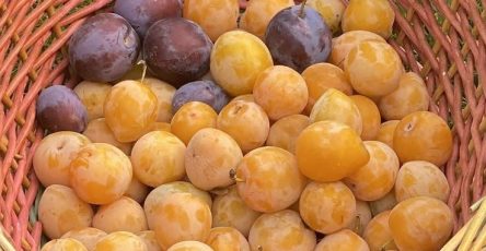 616136197 909777835040446 3235128106126352804 n