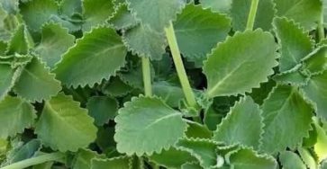 631533737 2256503775745565 4080678077669702193 n