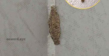 Image 2026 01 06T022330.008