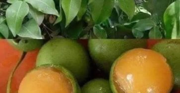 491972144 1099805702190622 2129460306429815544 n