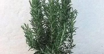 614960025 1315055970662156 3352493956664364989 n