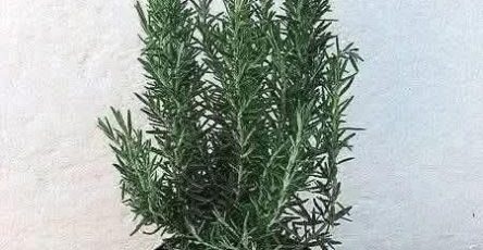 614960025 1315055970662156 3352493956664364989 n