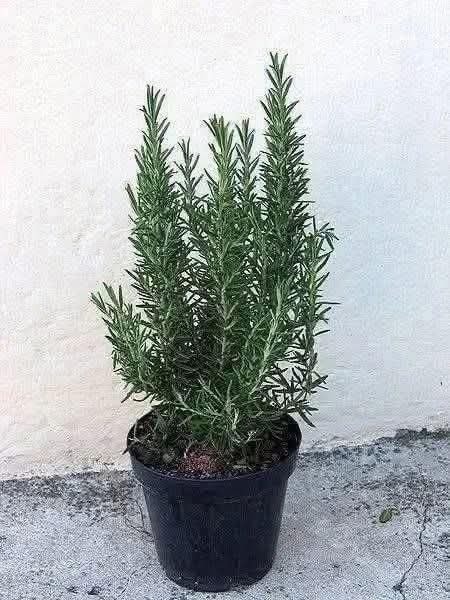 614960025 1315055970662156 3352493956664364989 n