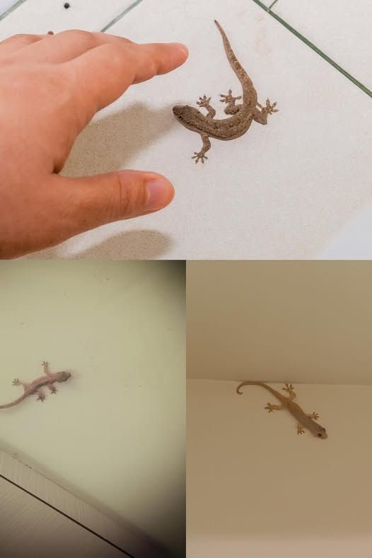 622599006 1481345133556148 3161152622757751536 n