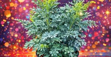 637503711 1352404213597435 5270138395166015387 n