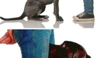 646553966 1491862872553073 7302274464677404998 n