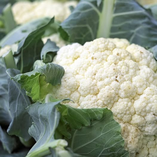 650211700 1444249307747491 1651929802991397190 n