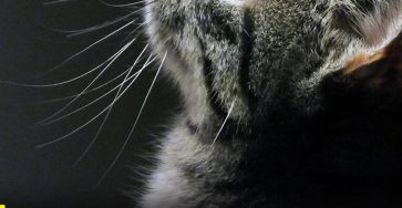 653715702 870926709335815 4207812780371898542 n