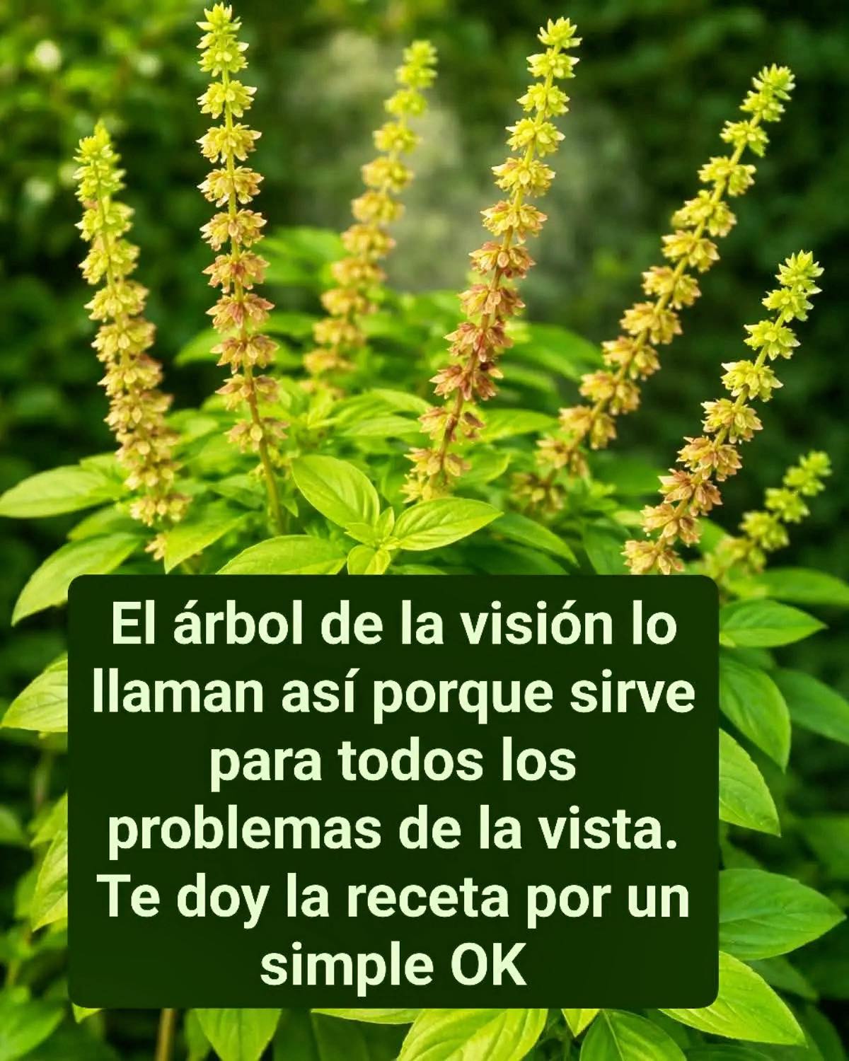 656055798 946407051369839 5389654027352203313 n