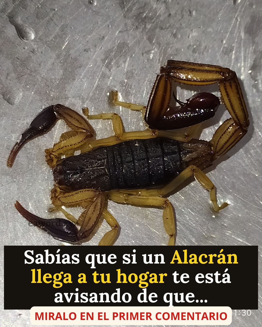 667548859 1510139687348235 4783564202868903610 n 1 1 (1)