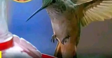 668132692 1480745870157863 1710049563391199482 n