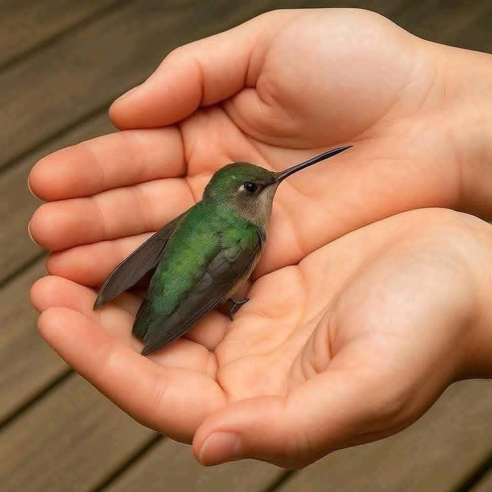 668727395 1463531182227764 4956123947262994727 n