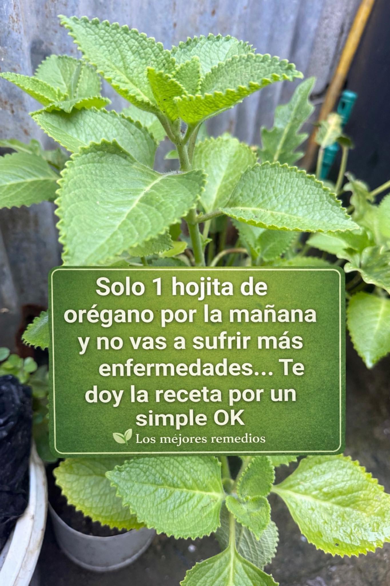 671132313 1524830875870283 7973126933868521946 n