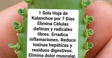 WhatsApp Image 2026 05 11 at 03.18.13